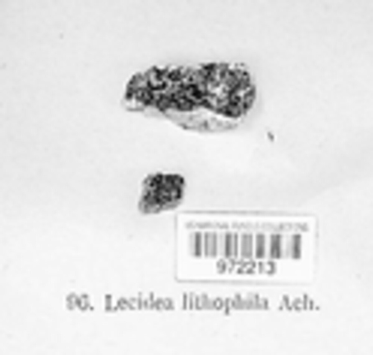 Lecidea lithophila image